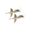 Only-C-Bird