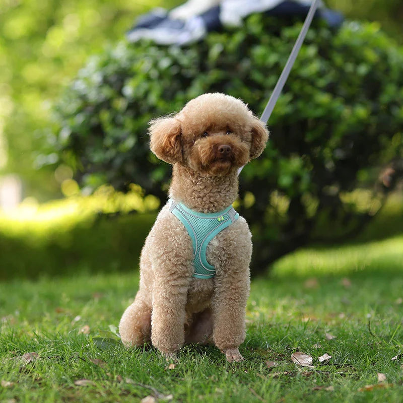 Adjustable Dog Harness & Leash Set